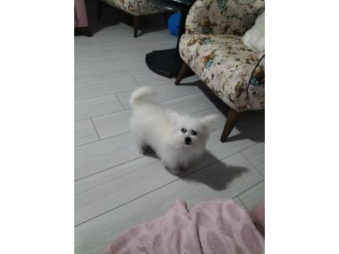 Çok sevimli 6 aylık pomeranian