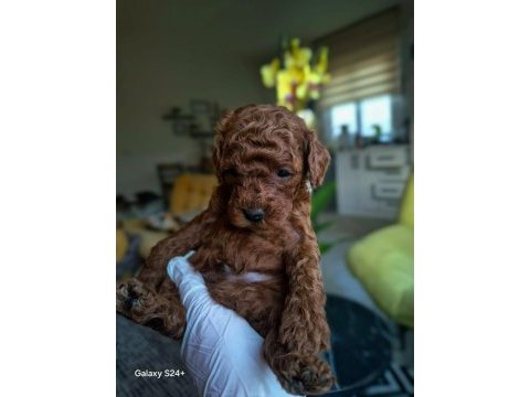 Kore kanı toy poodle bebekler