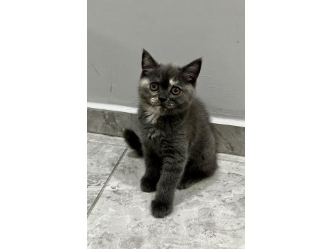 Saf kan british shorthair