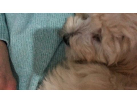 Oğlumuza iyi bir yuva arıyoruz maltipoo