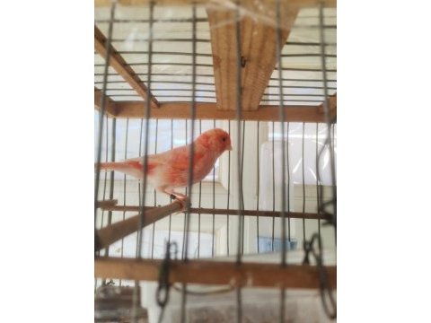 Hazir bangir bangir oter durumda kırmızı mozaik kanarya