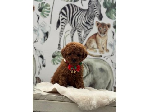Toy poodle köpeği