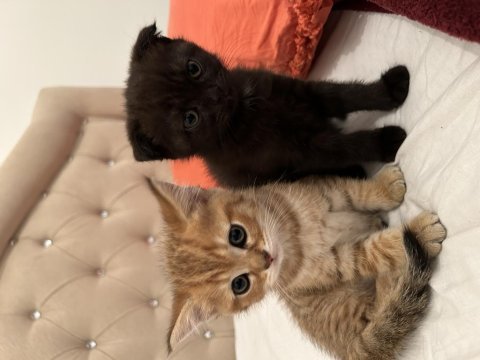 Scottish fold siyah kırık kulak