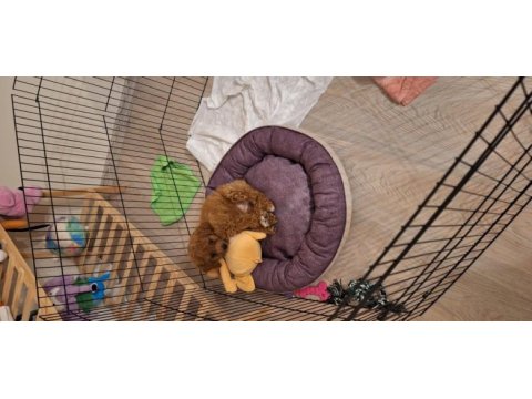 Toy poodle 2 aylık dişi