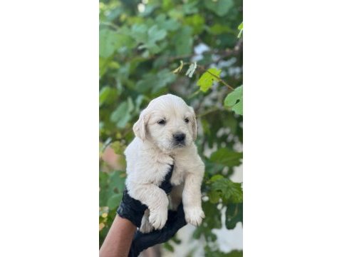 Sevimli golden retriever yavruları