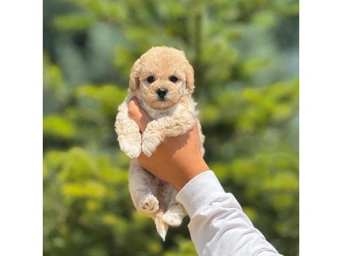 Sevimli erkek maltipoo yavrumuz