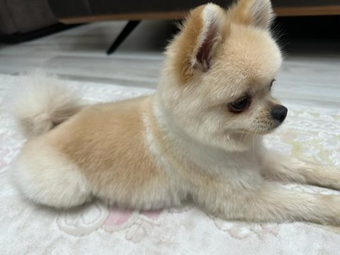15 aylık erkek pomeranian boo