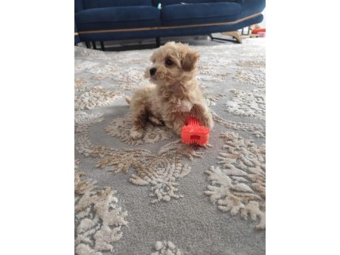 Oyun delisi maltipoo