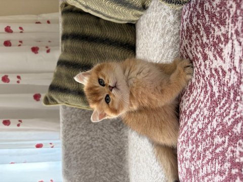 Dişi golden british shorthair