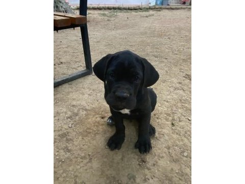 90 günlük cane corso yavrular