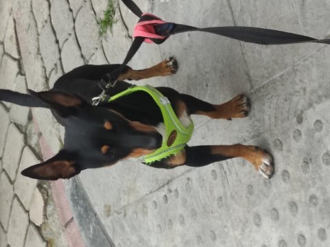 7 aylık pinscher yavrumuz sahiplendirilecek