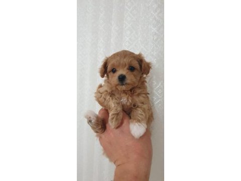 Show kalite kore kan maltipoo bebekler