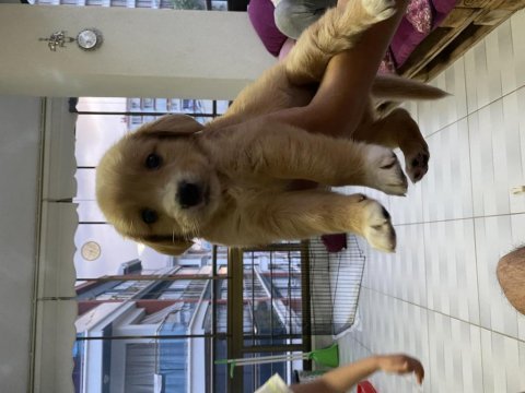 3 aylık dişi golden retriever
