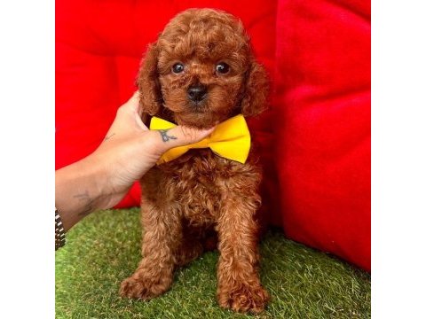 Safkan toy poodle bebekler