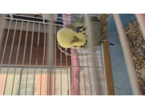 Show jumbo erkek muhabbet kuşu
