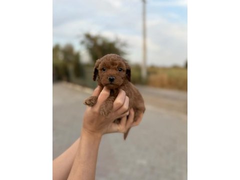 Sevimli poodle bebişim
