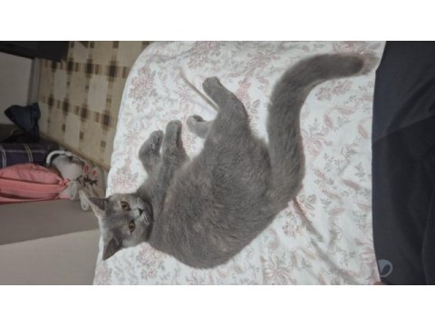 British shorthair 4 yaşında dişi