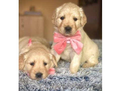 Babyface golden retriever yavrular