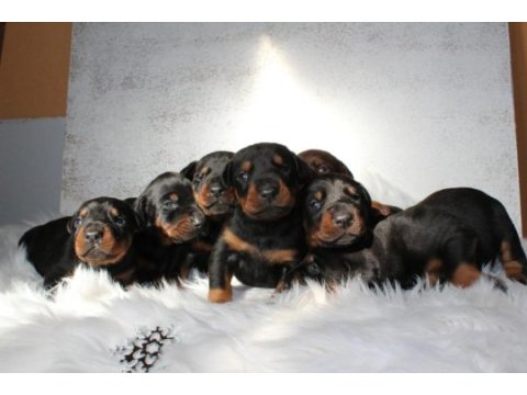Doberman yavru köpekler