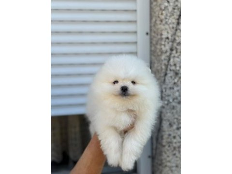 Pomeranian teacup