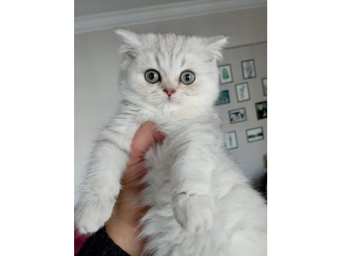 Silver ve golden scottish straight yavrular
