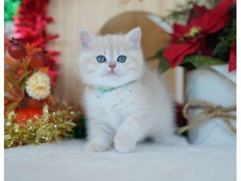 Güneş sarısı ay golden british shorthair 