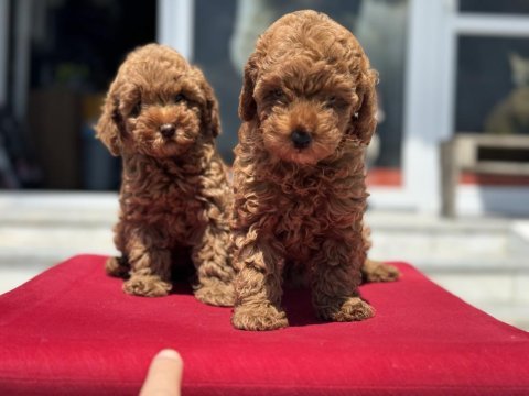 Petmode köpek çiftliğinde ziyarete açık toy poodle