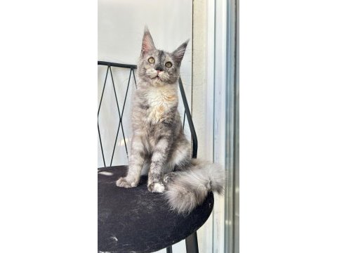 Dev prenses gloria maine coon