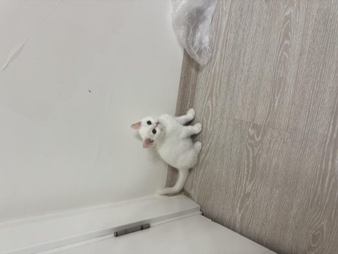 British shorthair yavru erkek