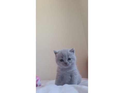Minik patili dostlarımız sizinle olsun