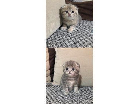 Scottish fold kedisi