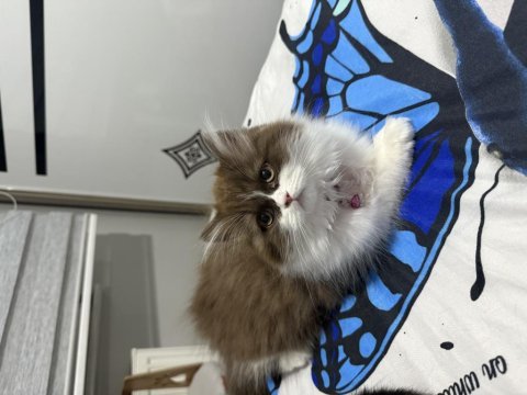 British longhair be color yavru dişi
