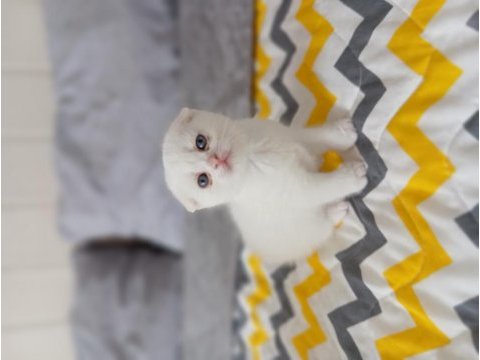 Yavru scottish fold