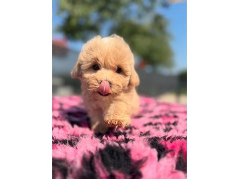 Dünya tatlısı maltipoo yavruları