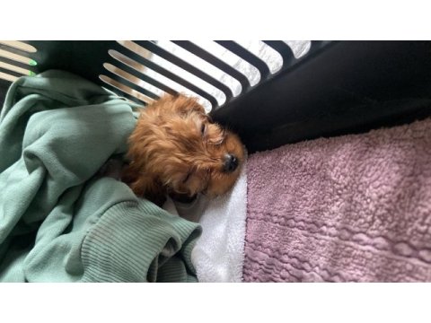Sahibinden sahiplendirilecek toy poodle