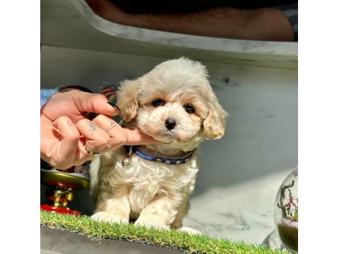 Dizayn ırk sevimli maltipoo yavrular