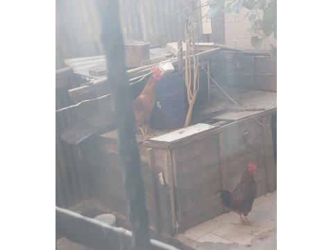 2 adet 8 aylık horoz kırmızı