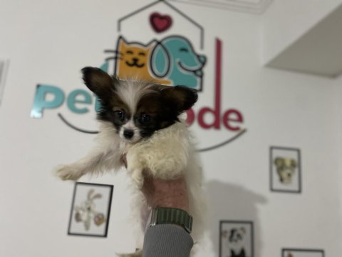 Petmode köpek çiftliğinden  tea cup papillon yavrumuz