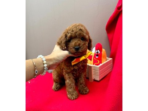 Safkan toy poodle bebeklerimiz