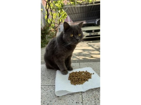 British shorthair gri renkli