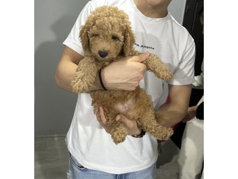 4 aylık toy poodle