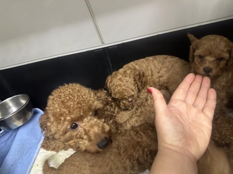 Dişi erkek toy poodle yavrularımız