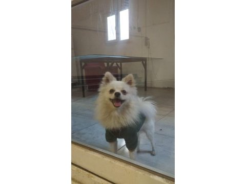 Pomeranian tilkiye yeni ev ve sahip lazım