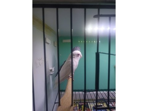 Kırmızı göz albino takım forpus papağanı
