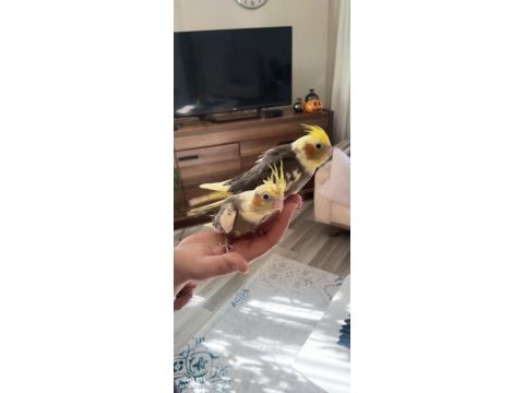 45 günlük sultan papağanı yavrular
