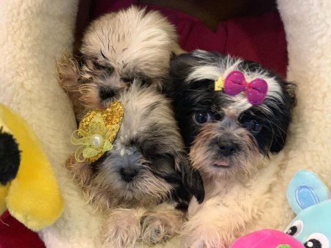Wc eğitimli shih tzu yavrularımız