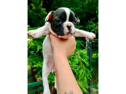 Birbirinden sevimli ve şirin french bulldog yavrularımız