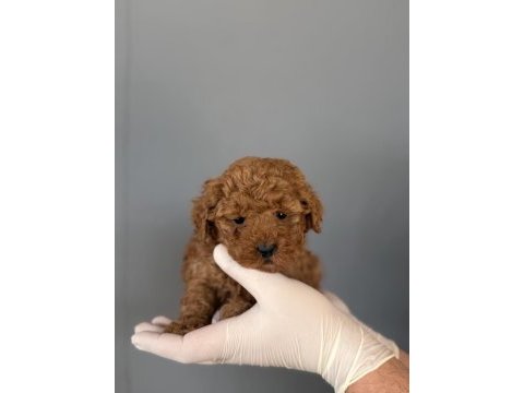 Poodle yavrularımız