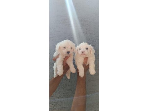 Kusursuz maltese terrier yavrular