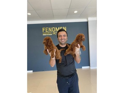 Maltese yavrular maltipo ve toy poodle yavrular ankara